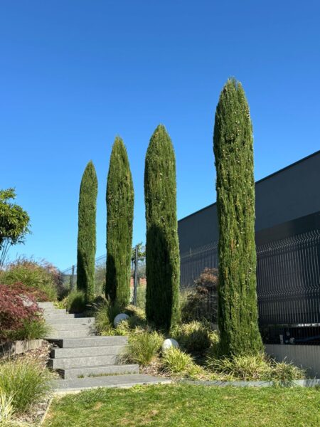 Entretien Cyprès totem